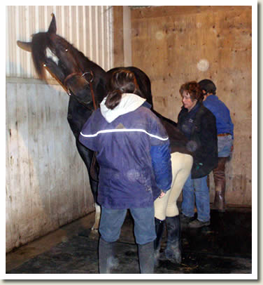 Don't miss this Ontario Breeders Production Sale!