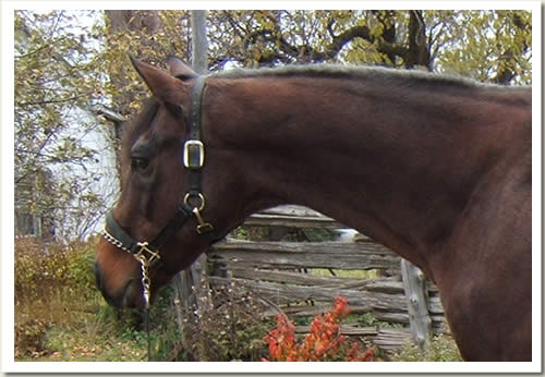 Gallant Mel, Thoroughbred Stallion