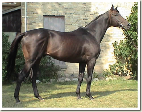 Halo Hunter - TB Stallion Picture taken by Jodie Bowen-Gula