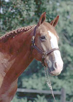 Garryowen Of Suma, Registered Irish Draught