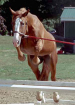 Garryowen Of Suma, Registered Irish Draught