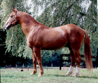 Garryowen Of Suma, Registered Irish Draught