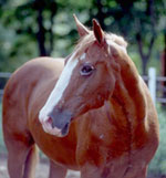 Garryowen Of Suma, Registered Irish Draught