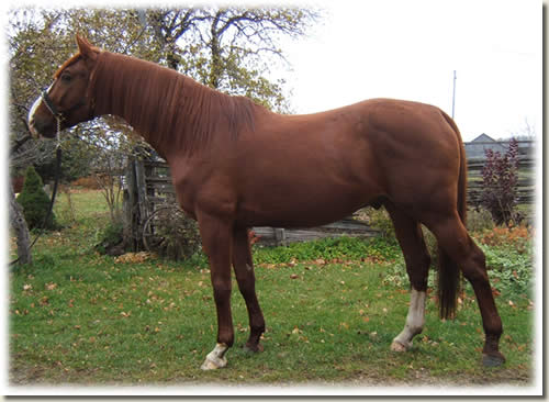 Watson's Royal Reign owned by Watson Farms