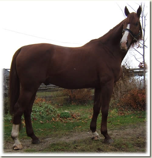 Watson's Royal Reign owned by Watson Farms